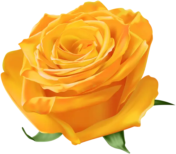 Yellow Rose with Blooming Petals