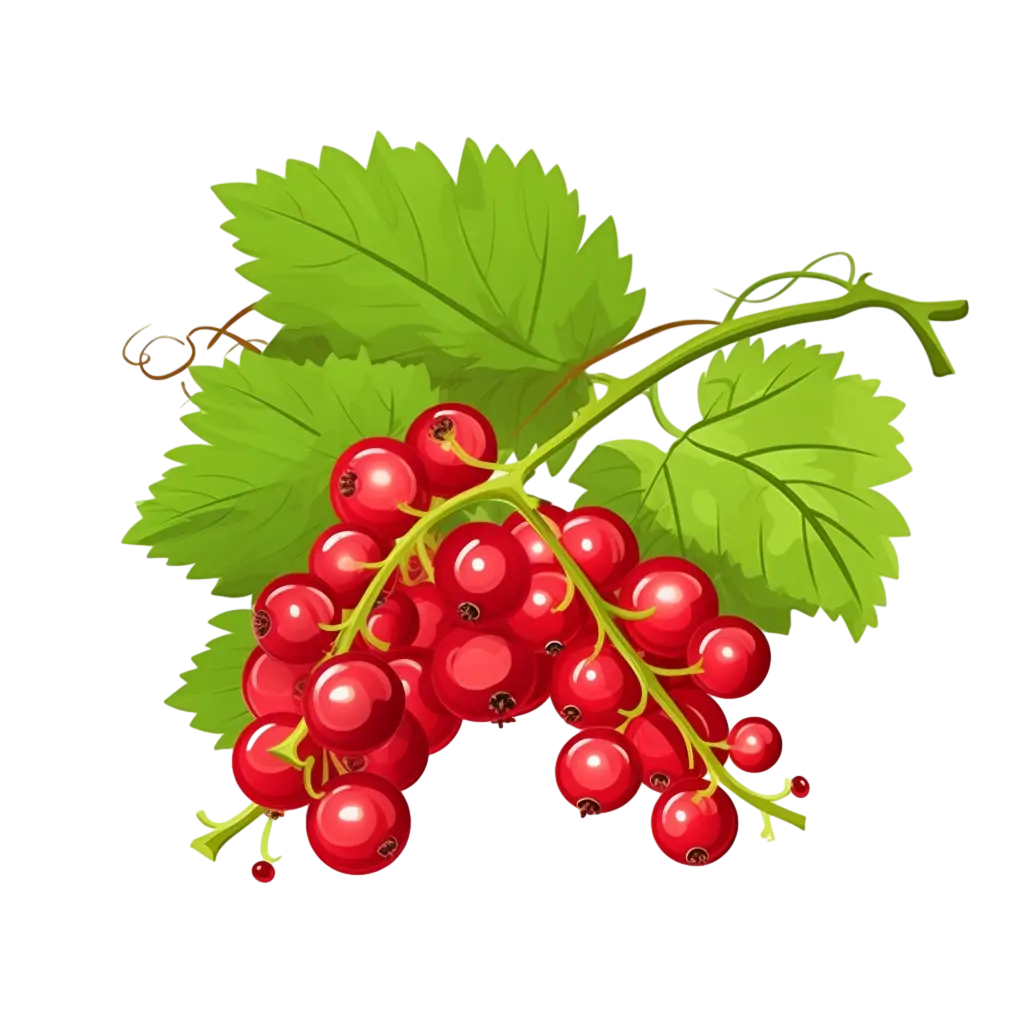 Fresh Red Currants with Green Leaves Illustration
