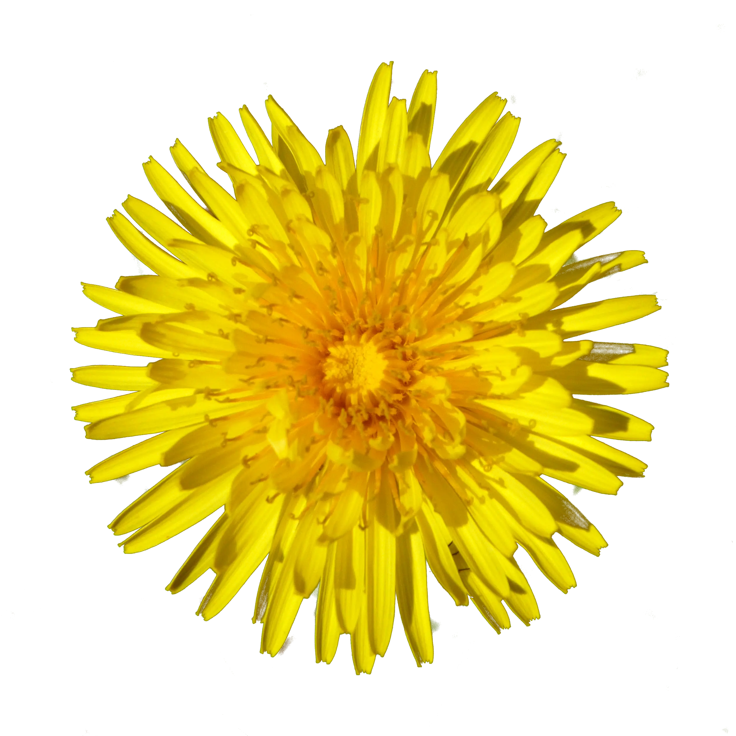 Bright Yellow Dandelion