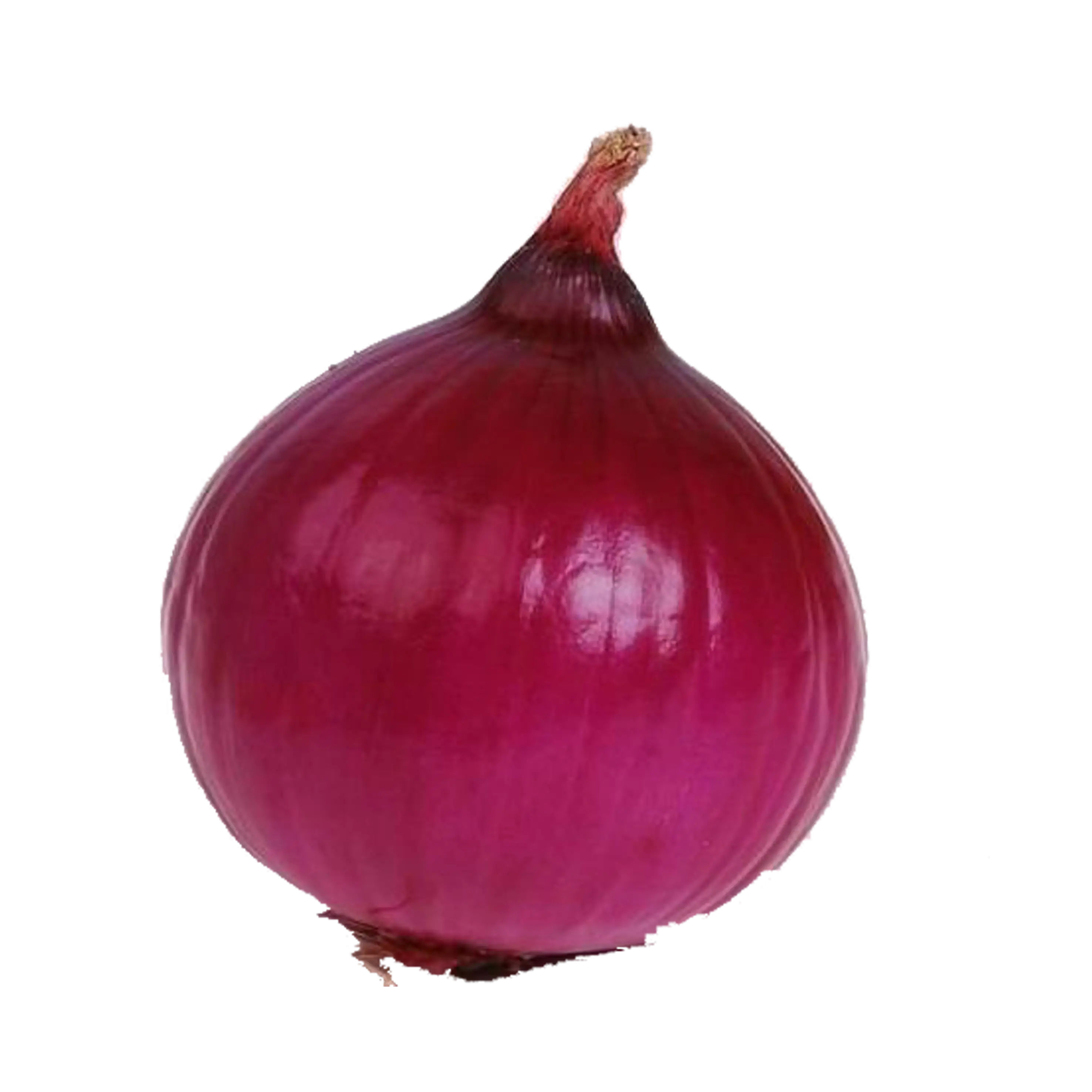 Fresh Red Onion