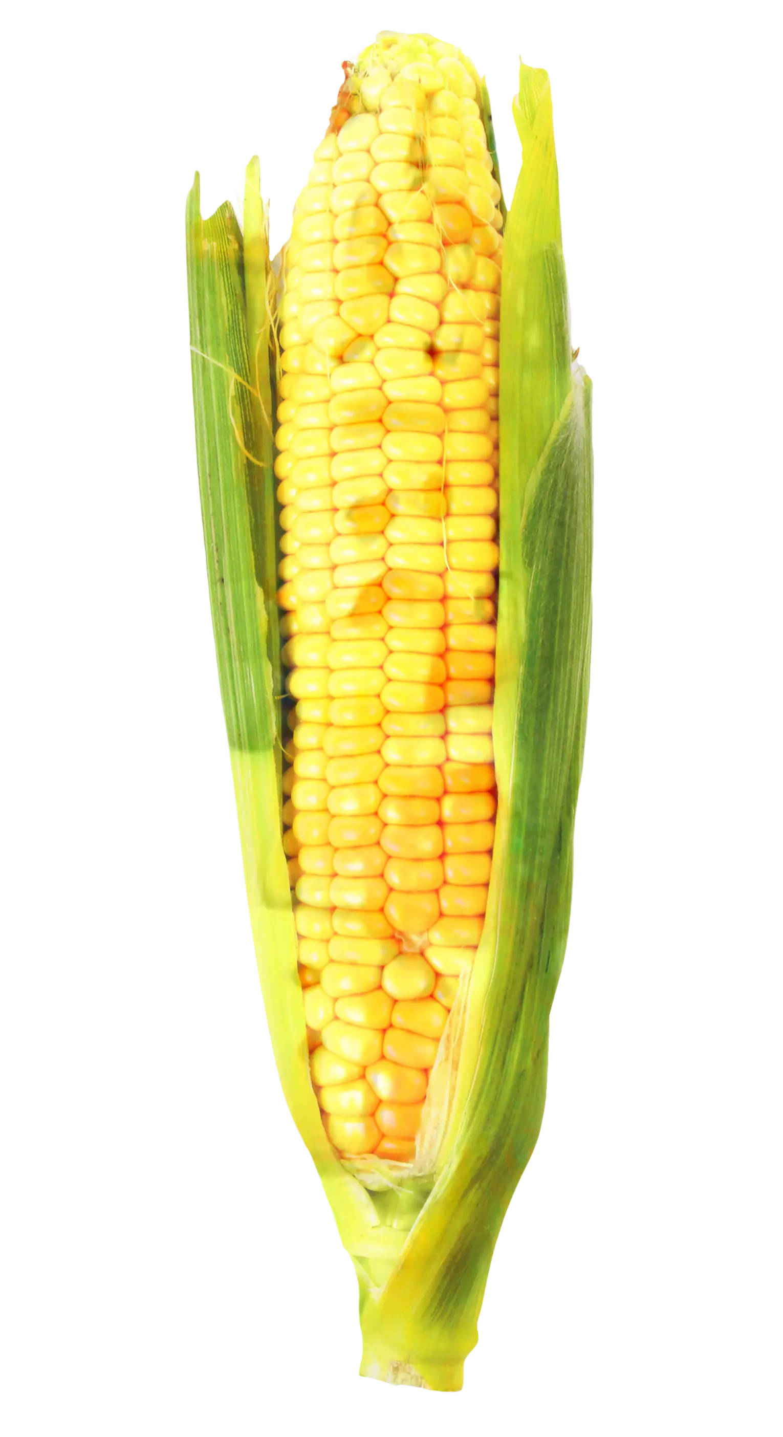 Fresh Yellow Corn with Husk