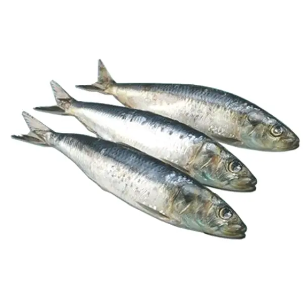 Fresh Silver Fish