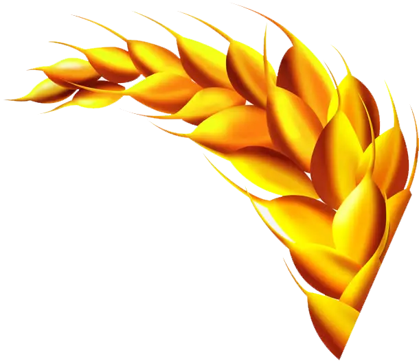 Golden Wheat Illustration