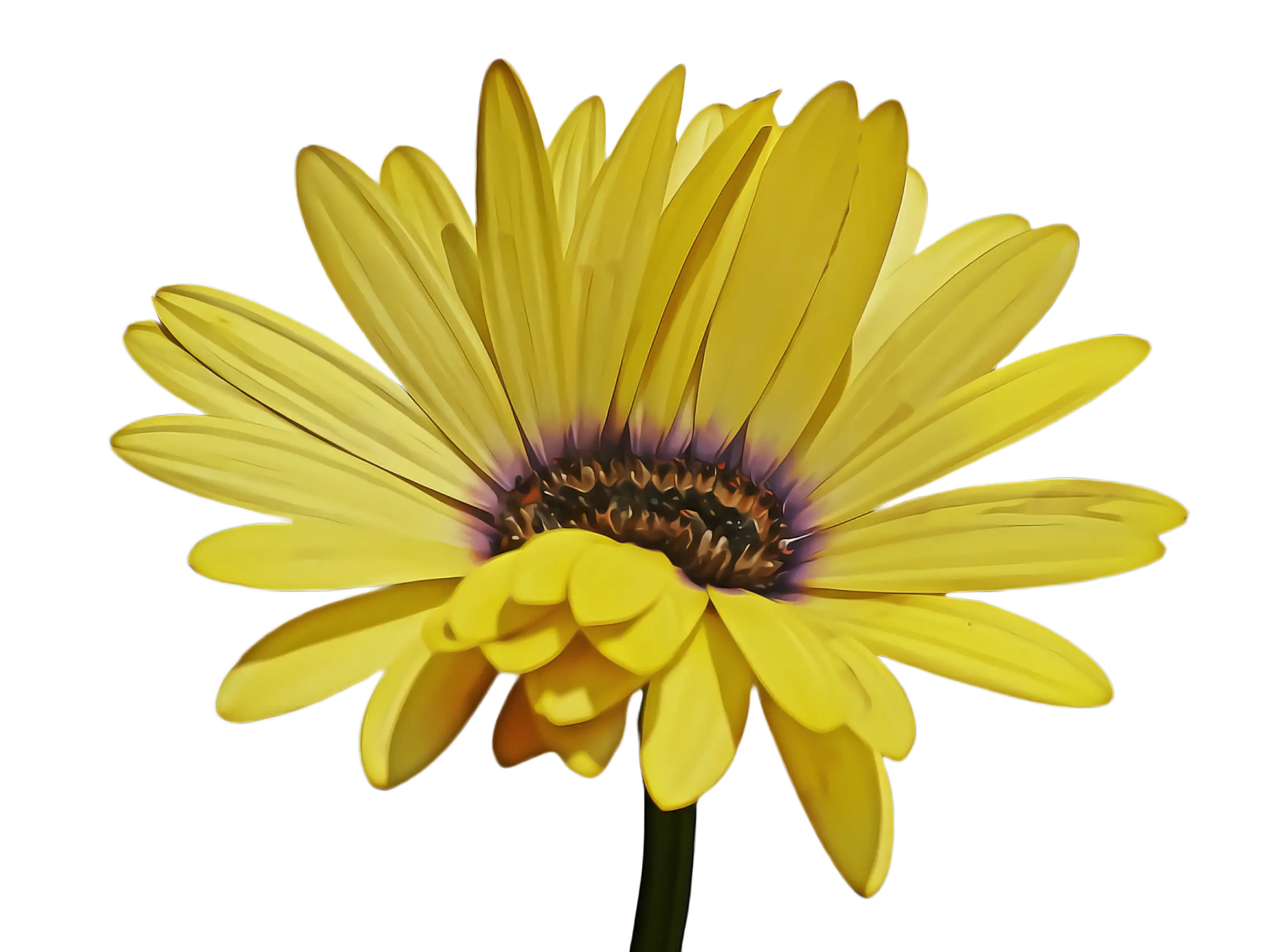 Yellow Flower Botanical Illustration