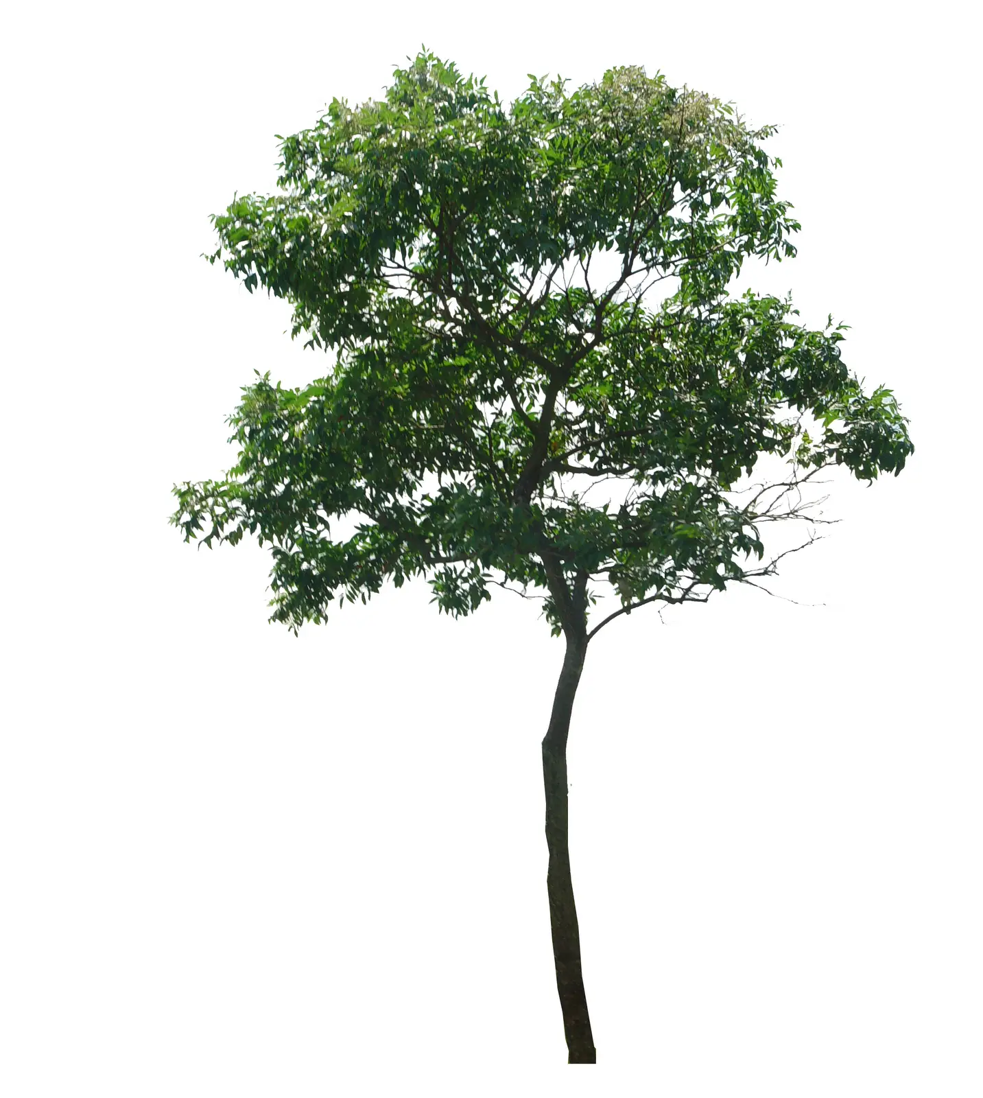 Single Tree with Green Leaves