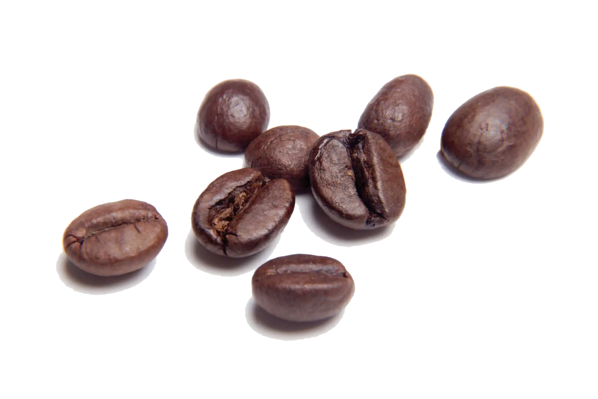 Roasted Coffee Bean Illustration
