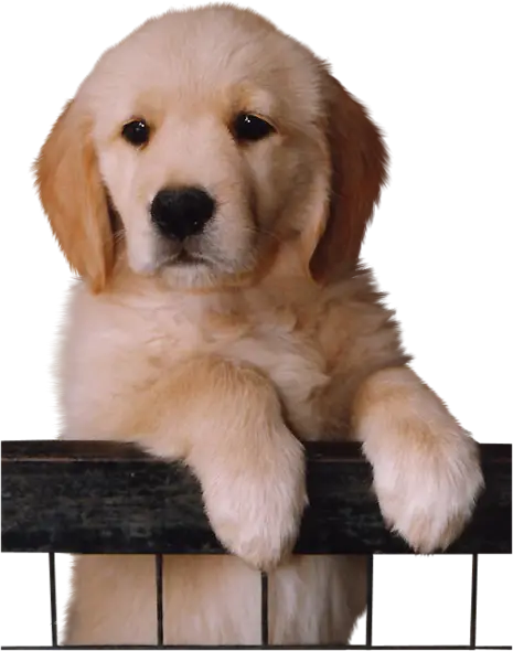Cute Puppy