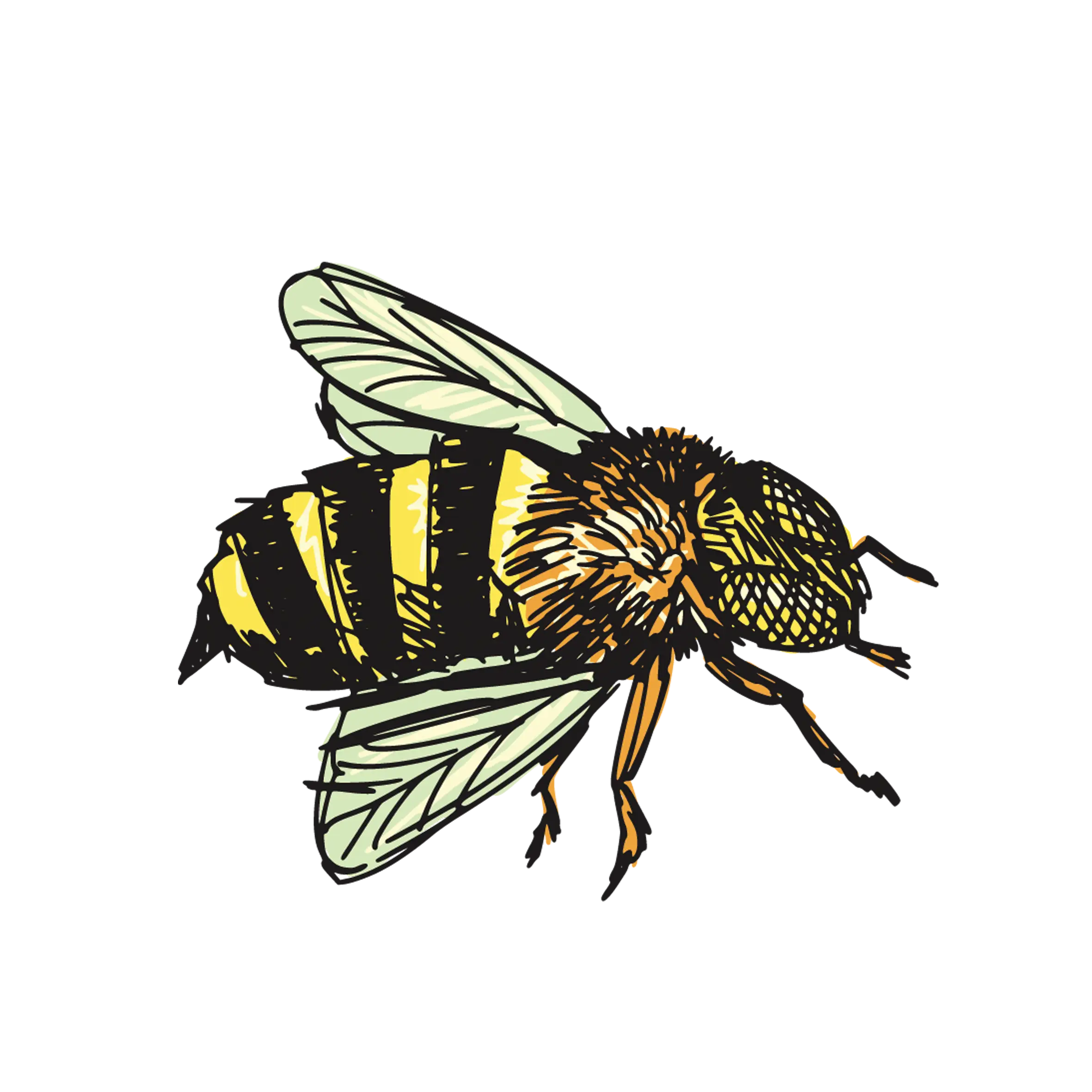 Detailed Bee Illustration