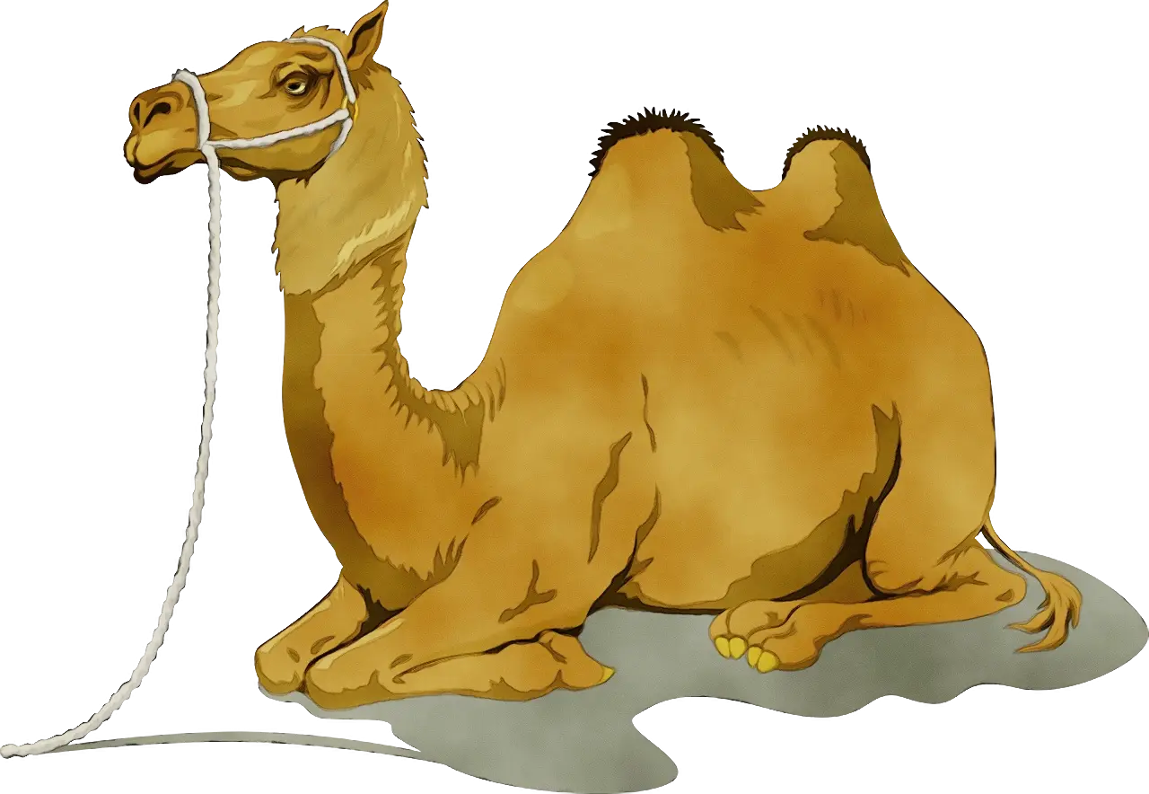 Resting Camel Illustration