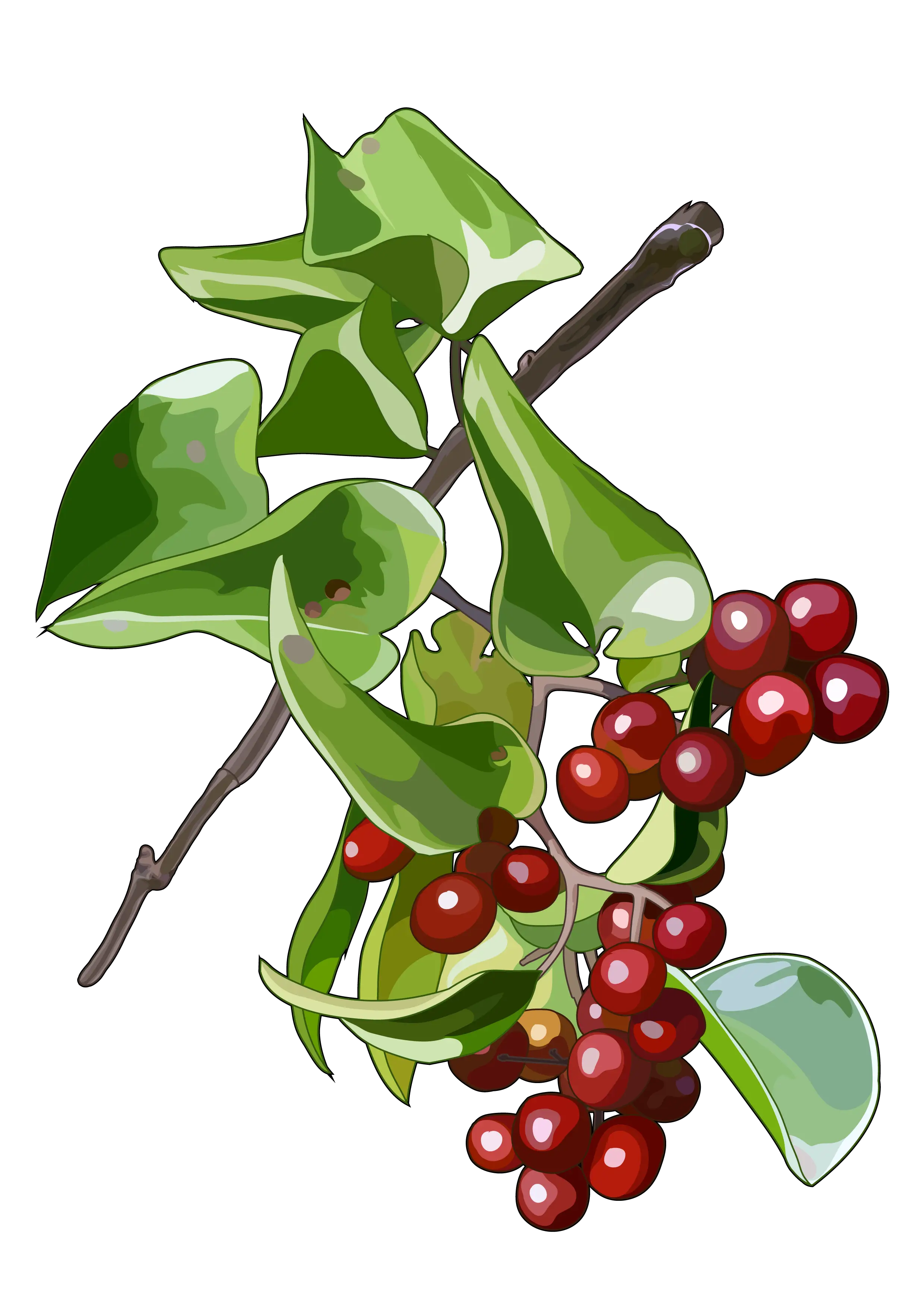 Green Leaves and Red Berries Illustration