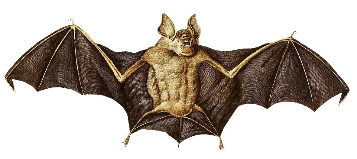 Detailed Bat Illustration with Wings Spread