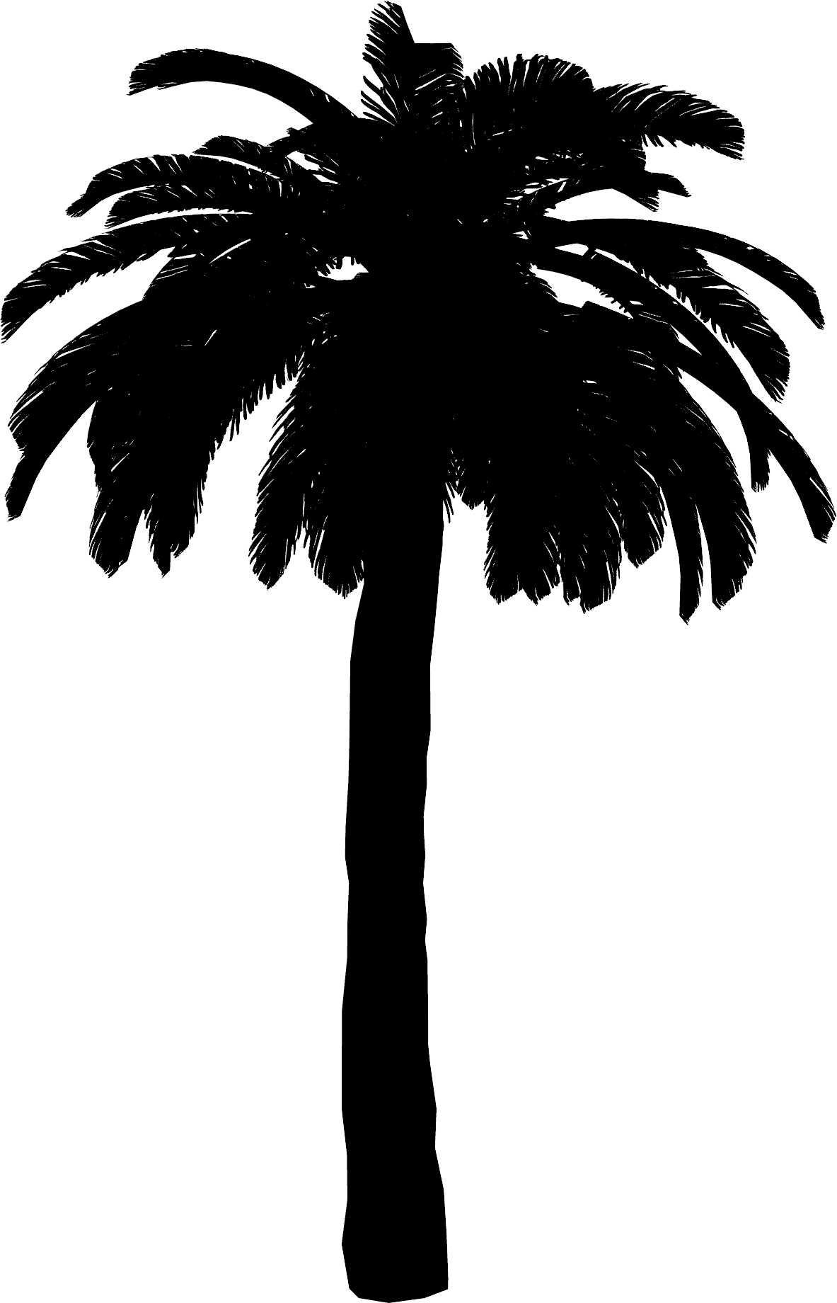 Silhouette of Tropical Palm Tree
