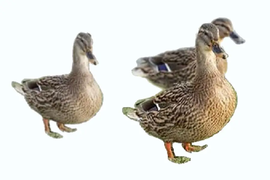 Group of Ducks in Nature