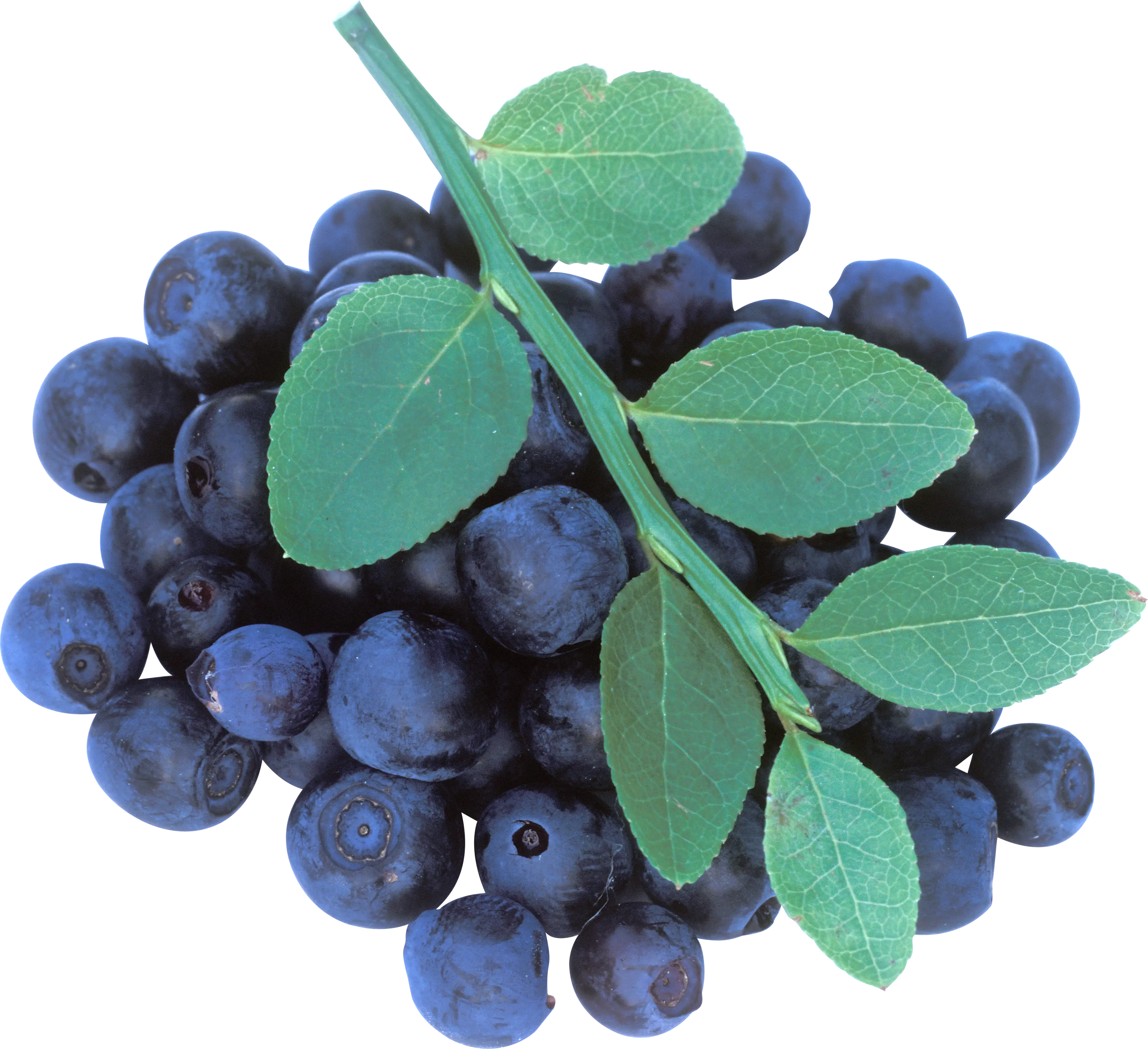 Blueberries with Fresh Green Leaves