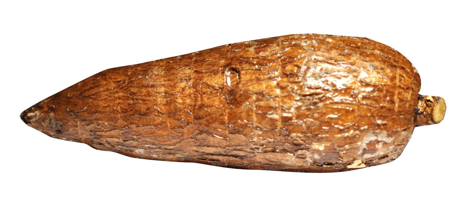Brown Cassava Root