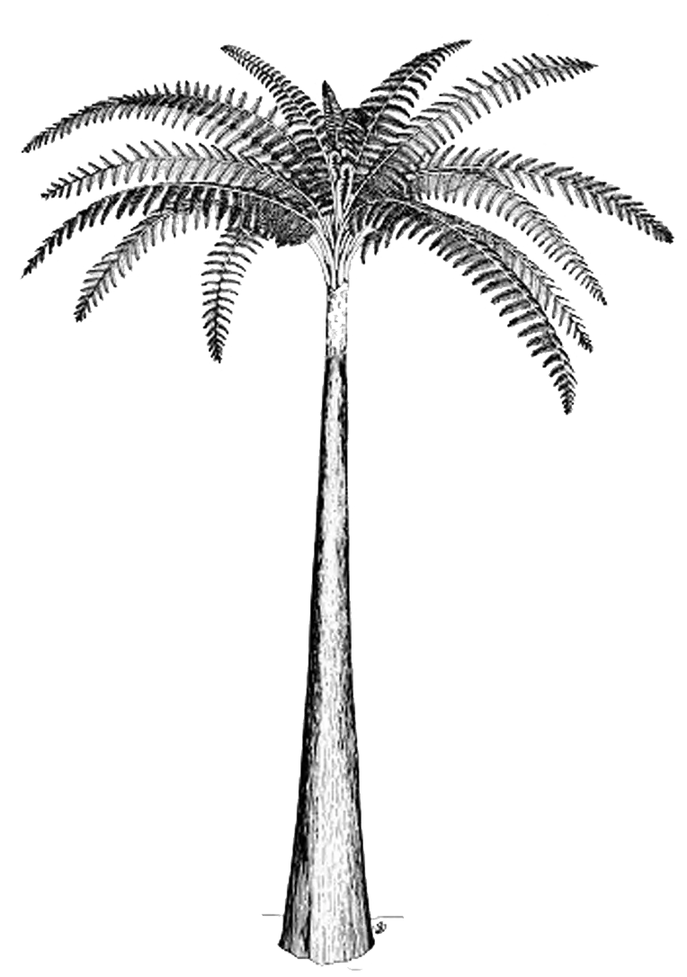 Black and White Palm Tree Illustration