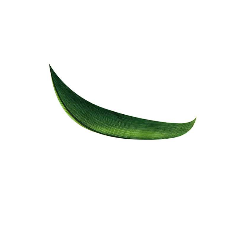 Single Green Leaf Illustration