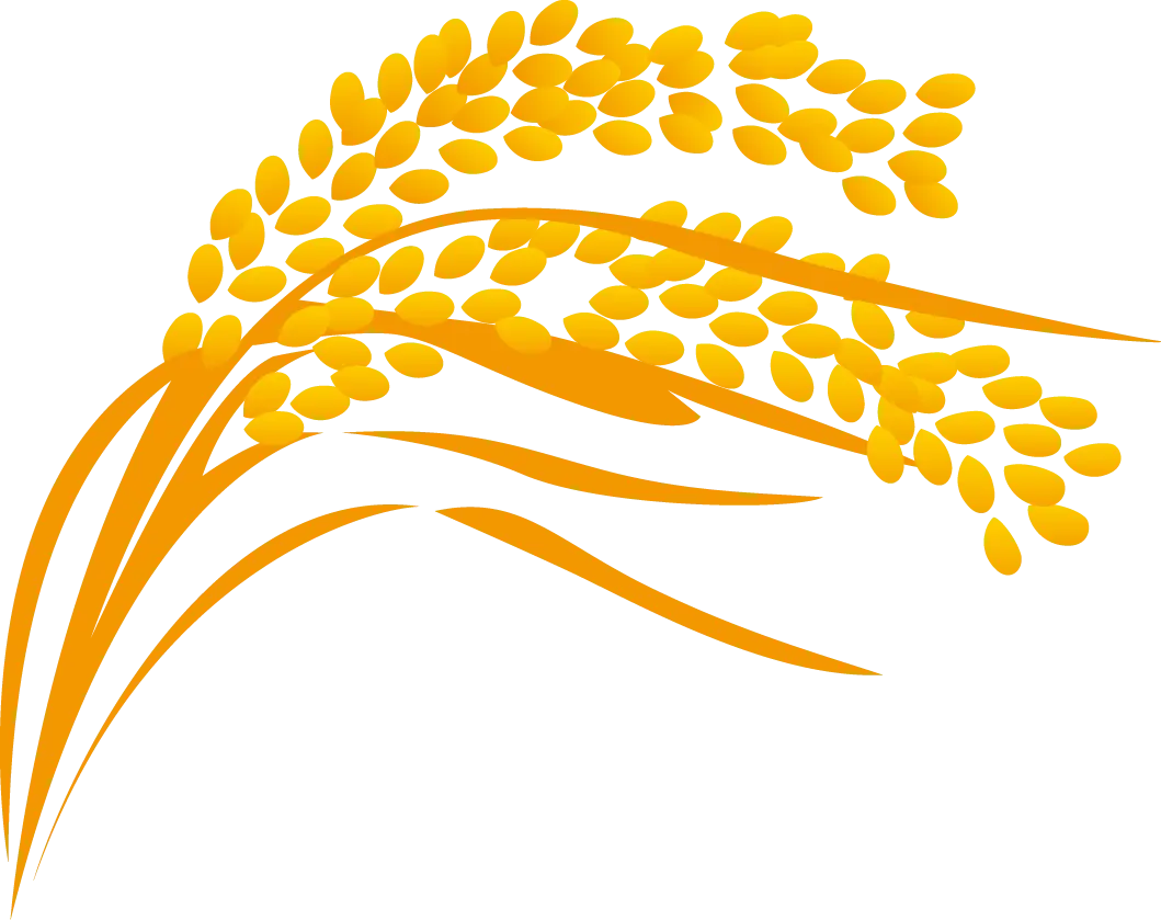 Golden Rice Stalks Illustration