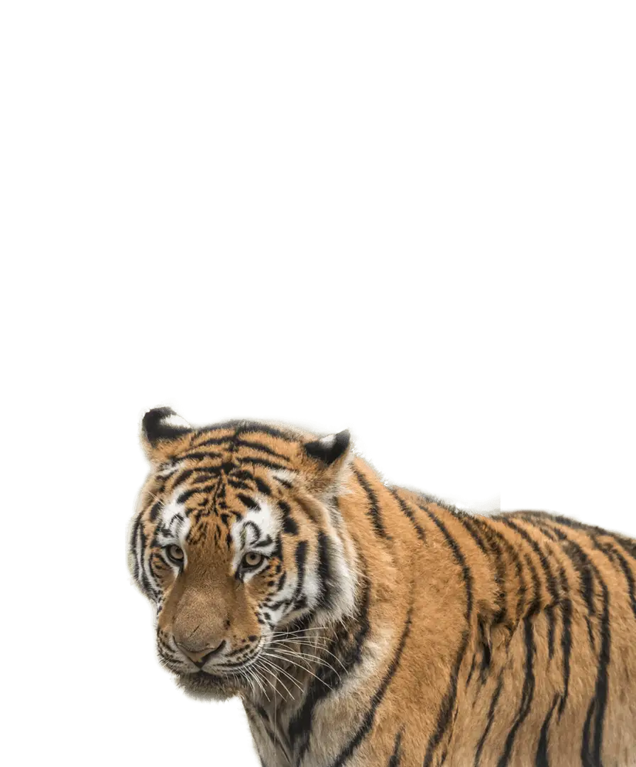 Side View of a Tiger in the Wild
