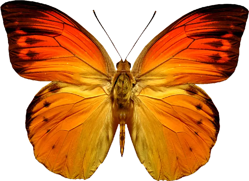 Orange Butterfly with Beautiful Wings