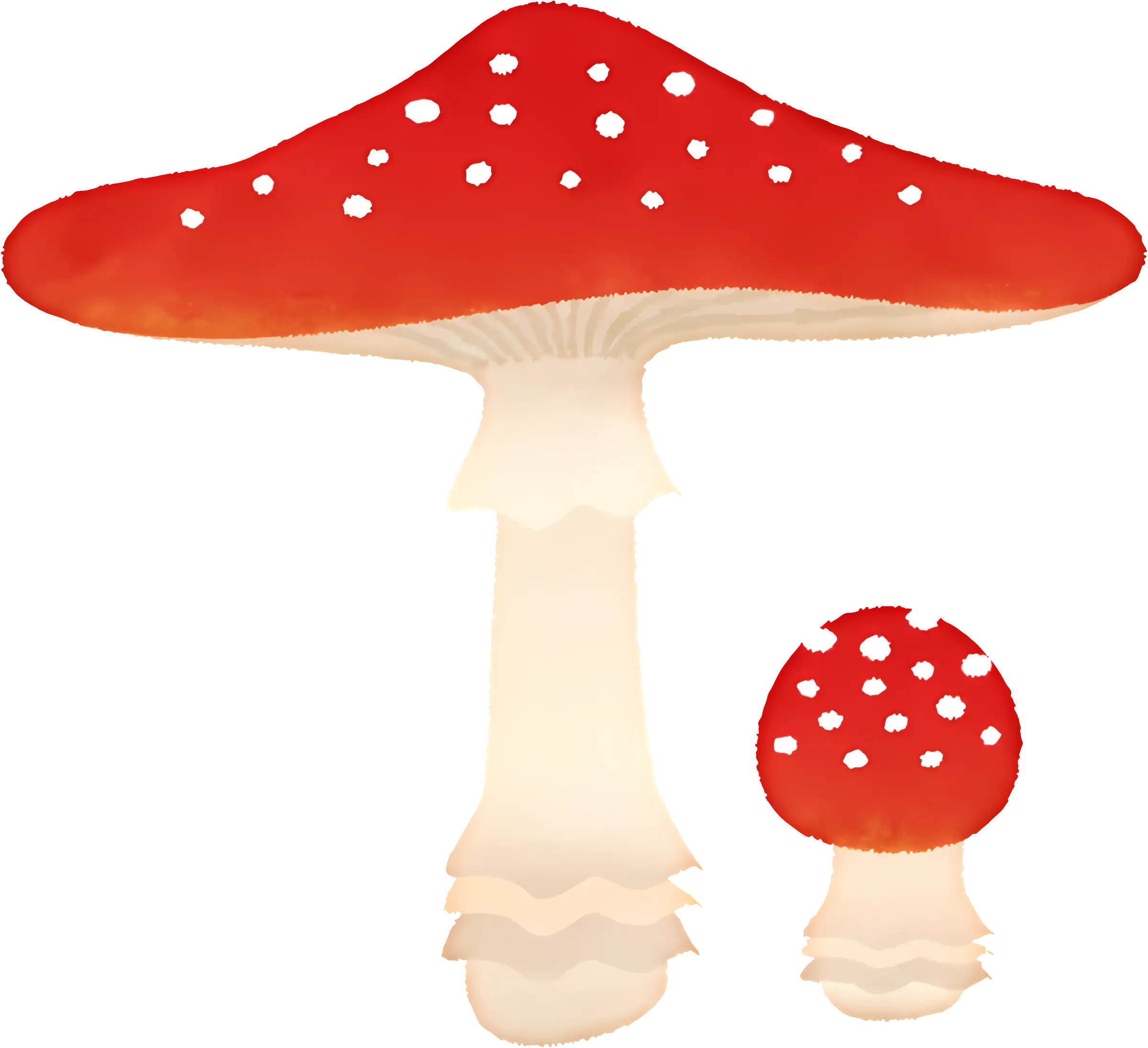 Fly Agaric Mushrooms with Red Cap and White Spots