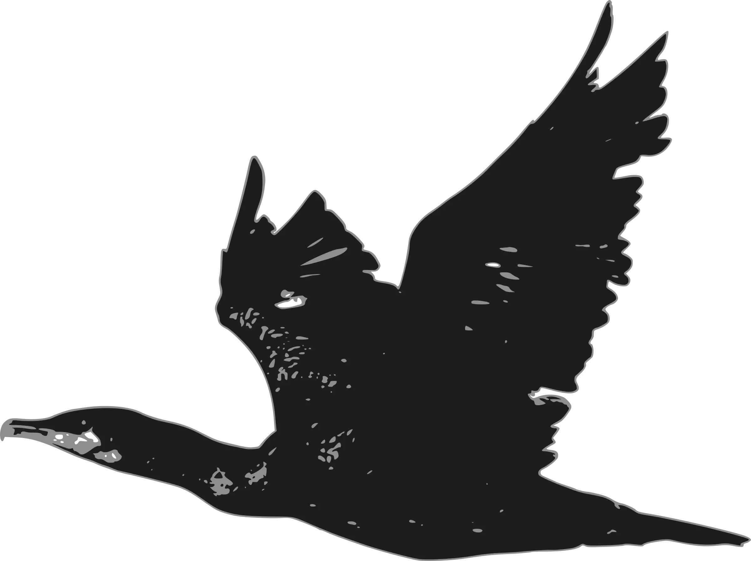 Silhouette of Black Flying Bird