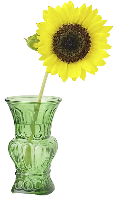 Sunflower in Green Vase