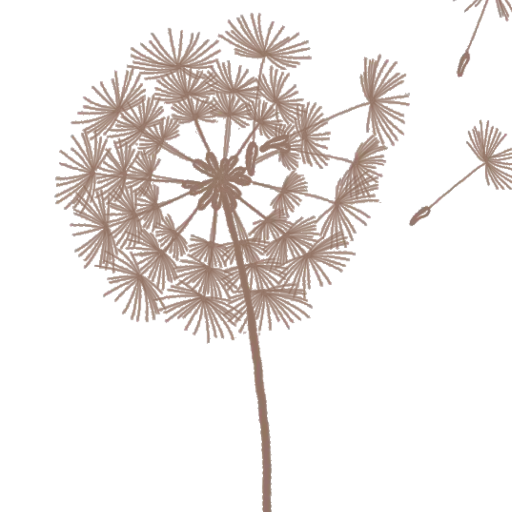 Brown Dandelion with Seeds
