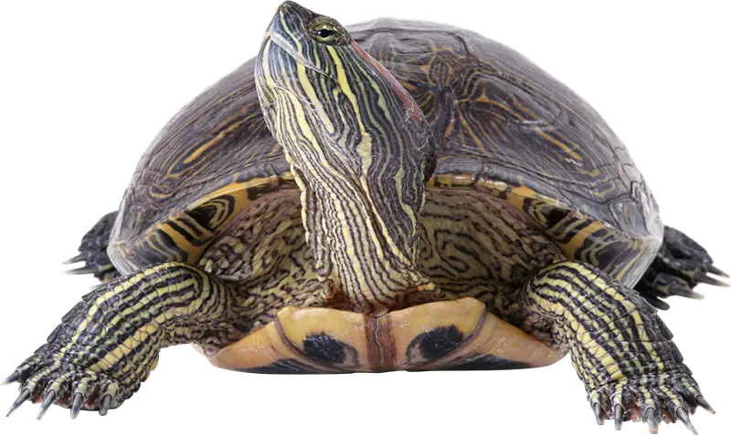 Photo of a Turtle Showing Detailed Shell and Stripes