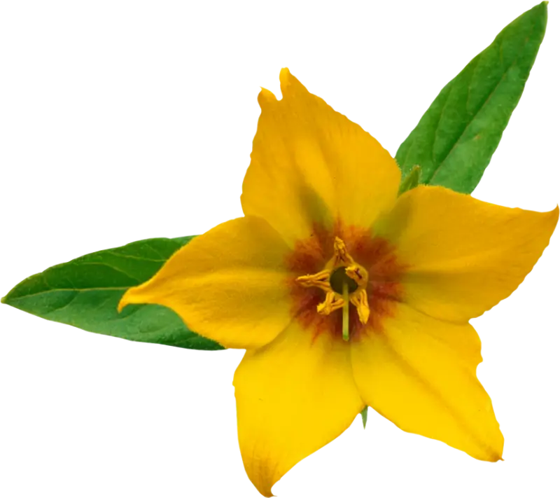 Yellow Flower with Green Leaves and Botanical Charm