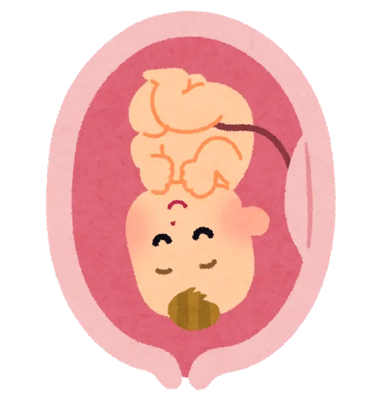 Baby in Womb Illustration