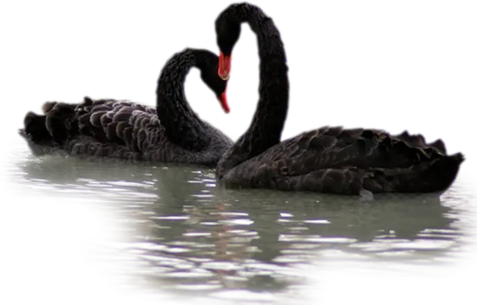 Black Swans on Water