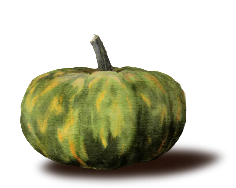 Green Pumpkin Illustration