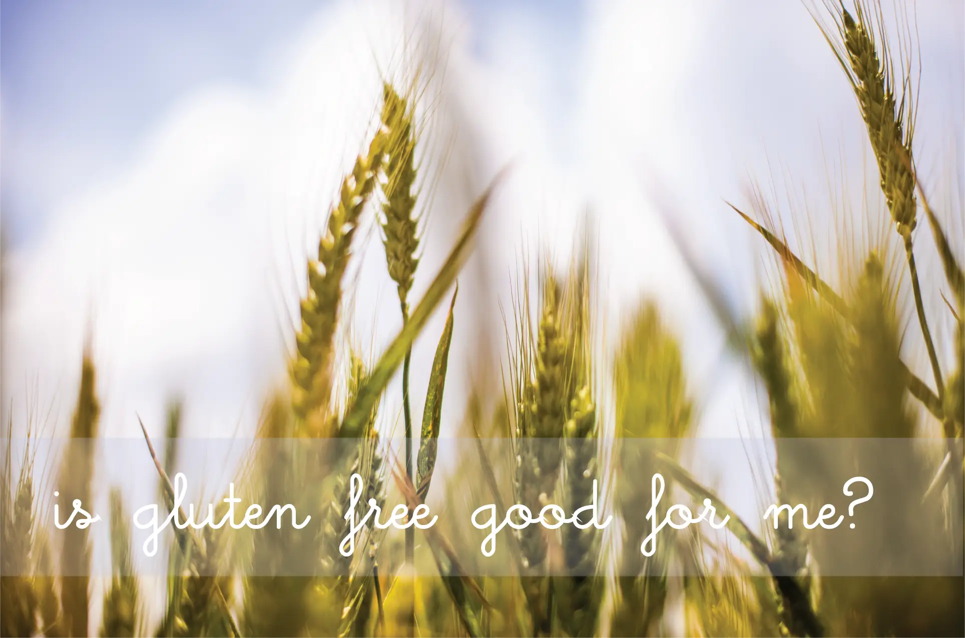 Wheat Field with Gluten-Free Question