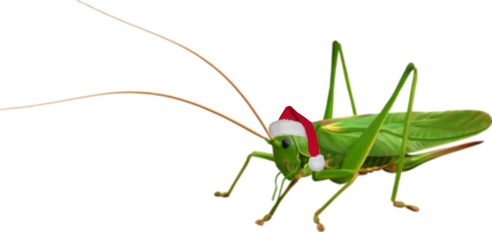Festive Grasshopper with Santa Hat