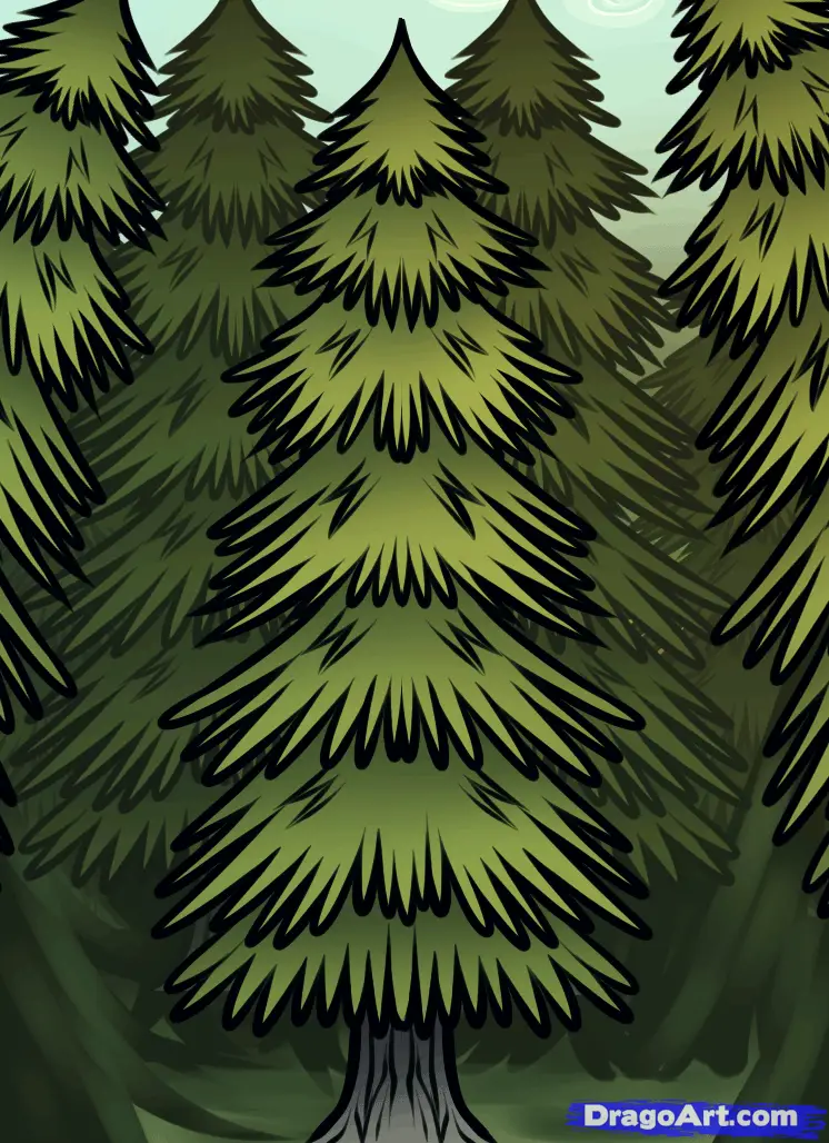 Dense Forest of Pine Trees