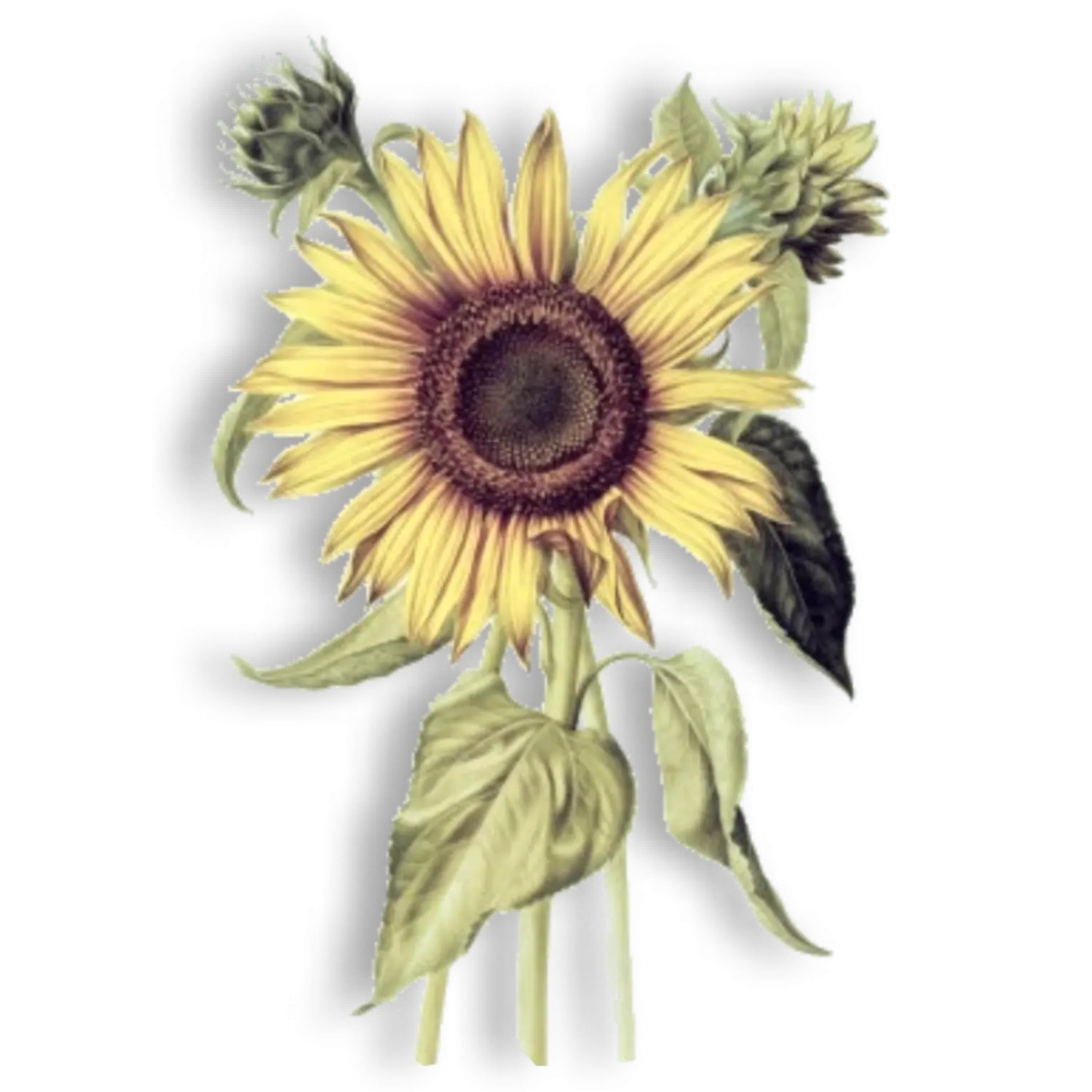 Beautiful Yellow Sunflower Illustration