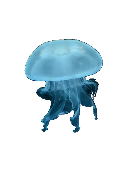 Blue Jellyfish in the Ocean