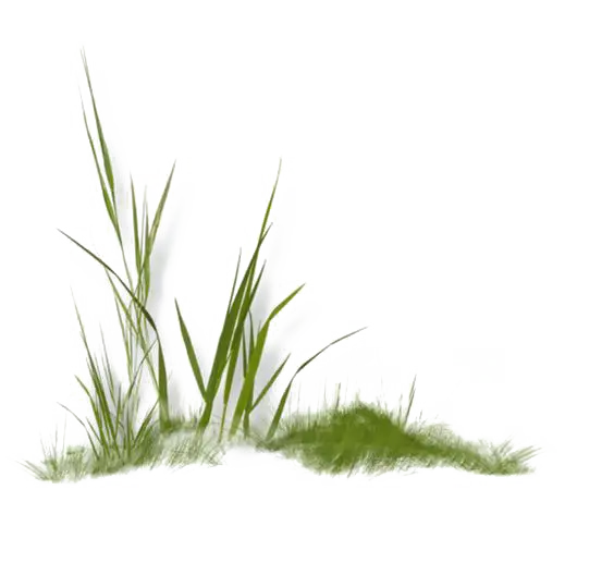 Thin Green Grass Blades Illustration