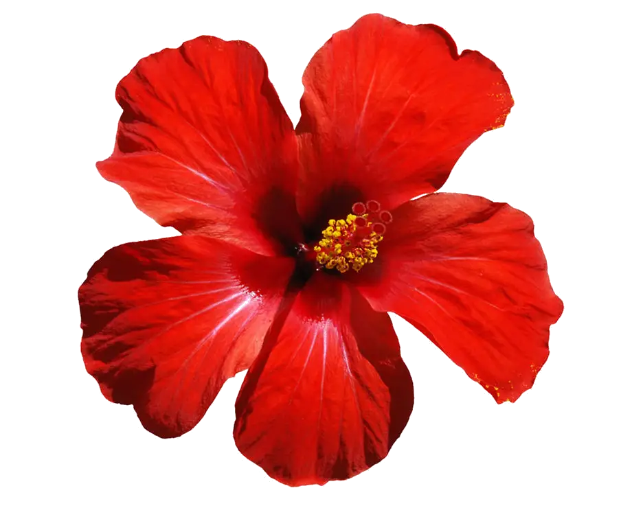Red Hibiscus Flower