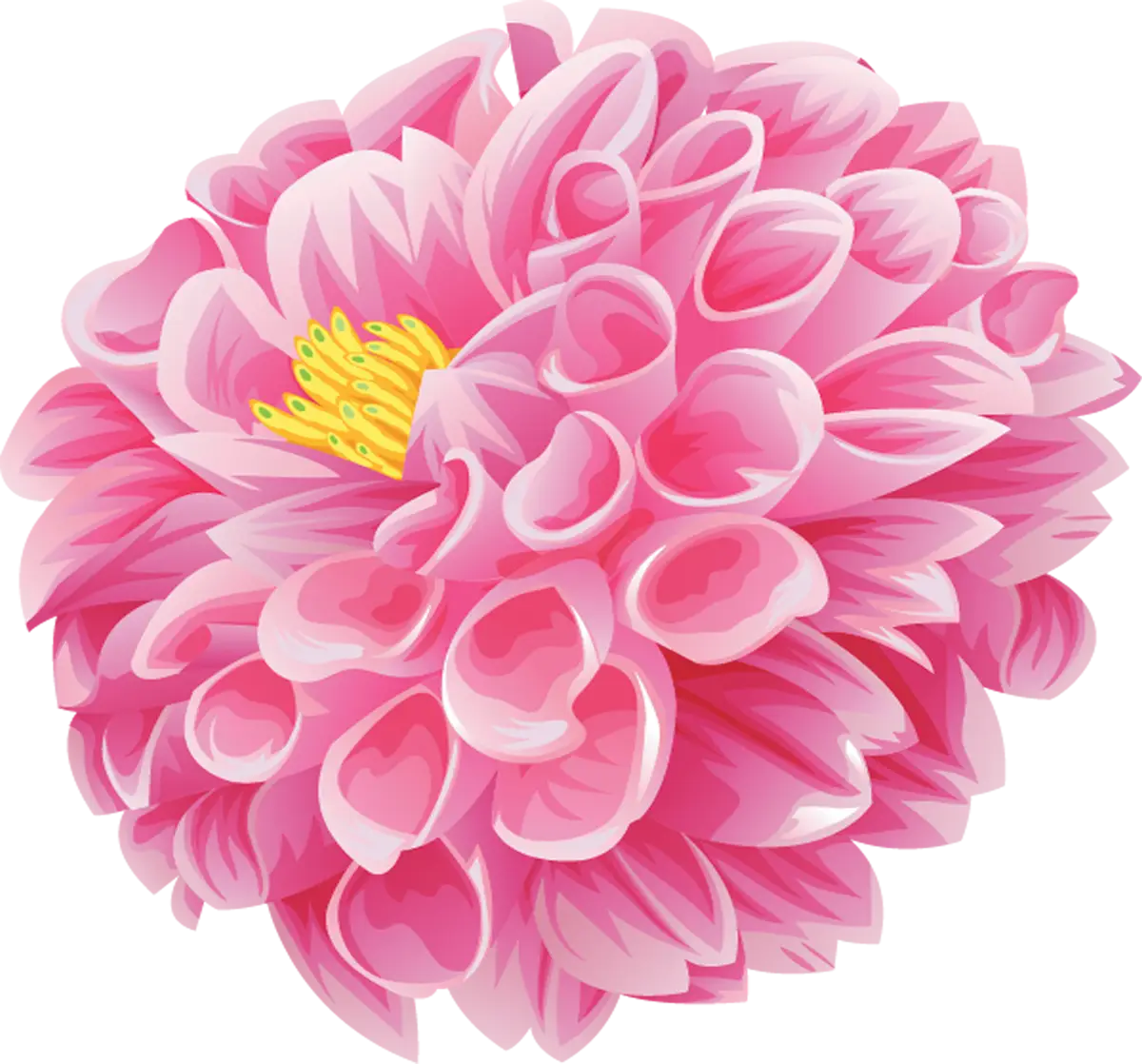 Pink Flower Illustration with Detailed Petals