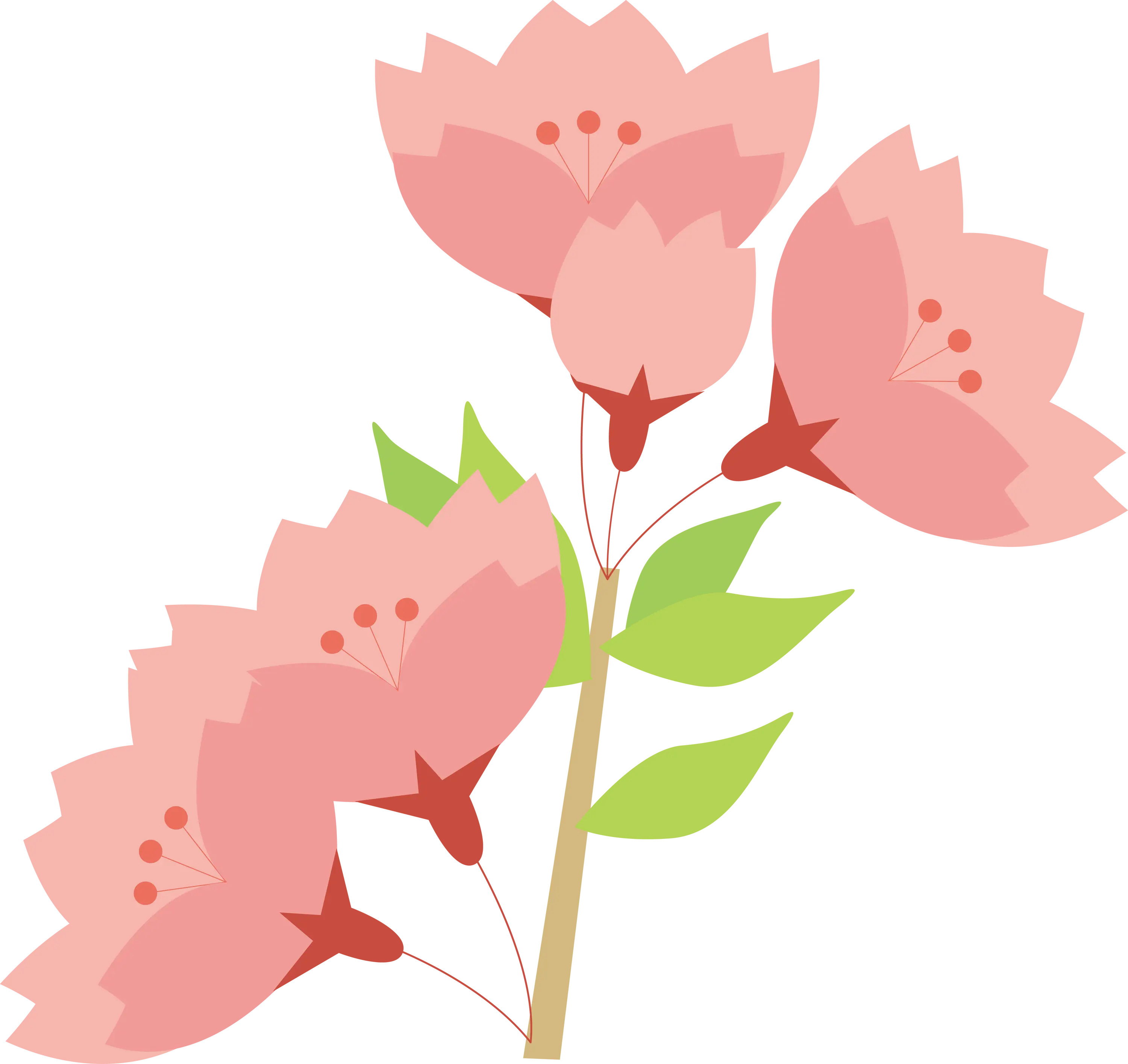 Pink Cherry Blossoms on Branch