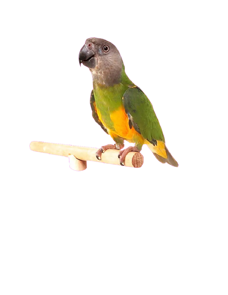 Green and Yellow Parrot Perched