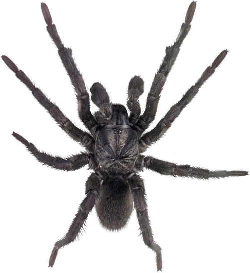 Tarantula Spider Close-Up Illustration for Education