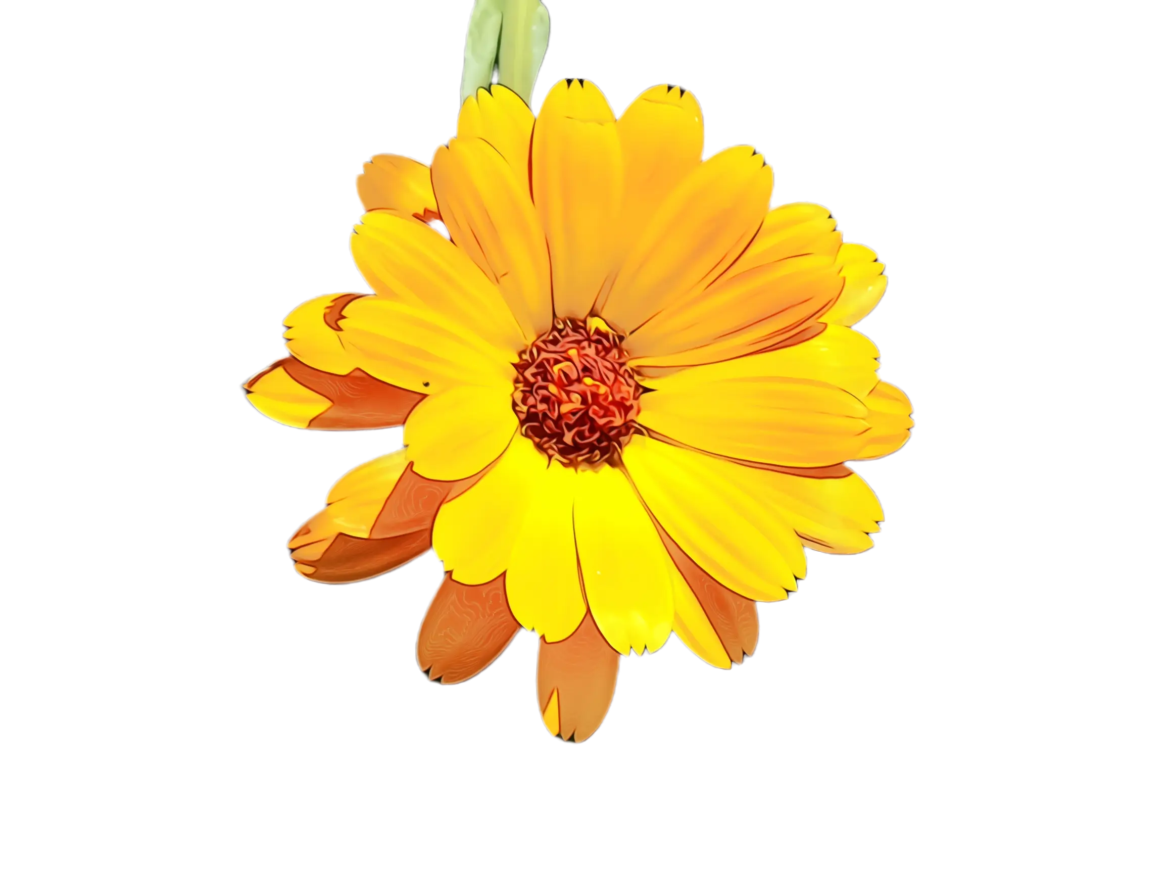Yellow Daisy Flower Illustration