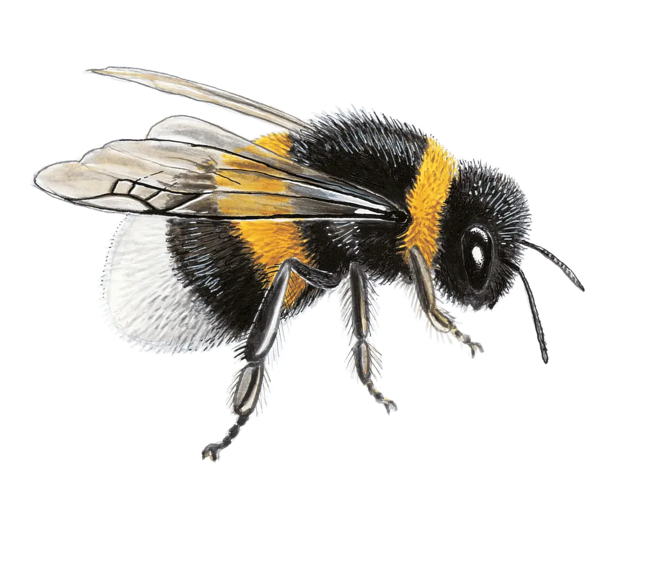 Detailed Illustration of a Bumblebee