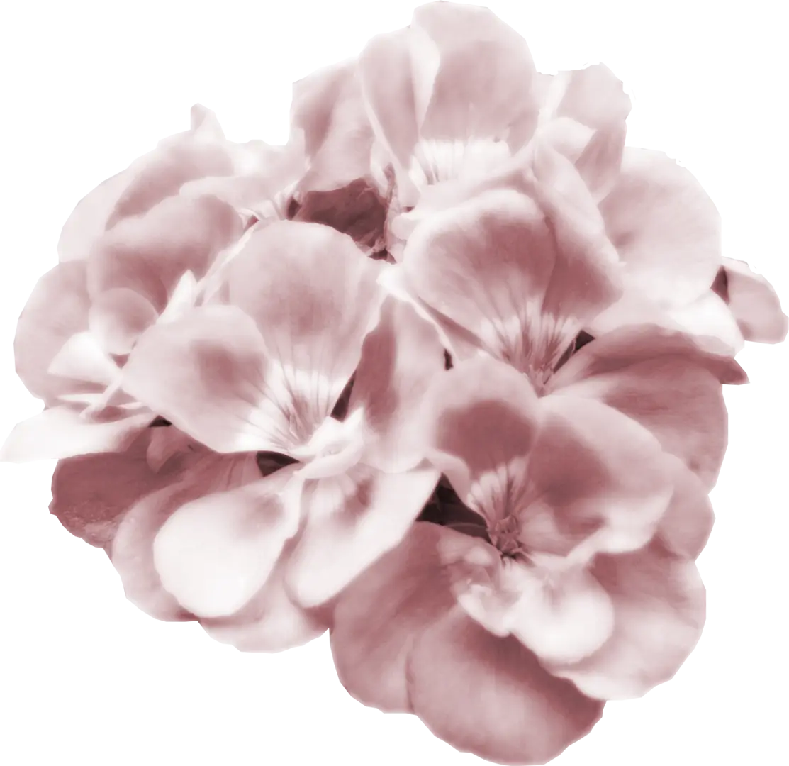 Pink Flowers in Bloom