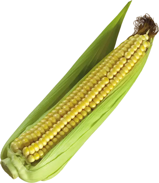 Fresh Sweet Corn with Husk