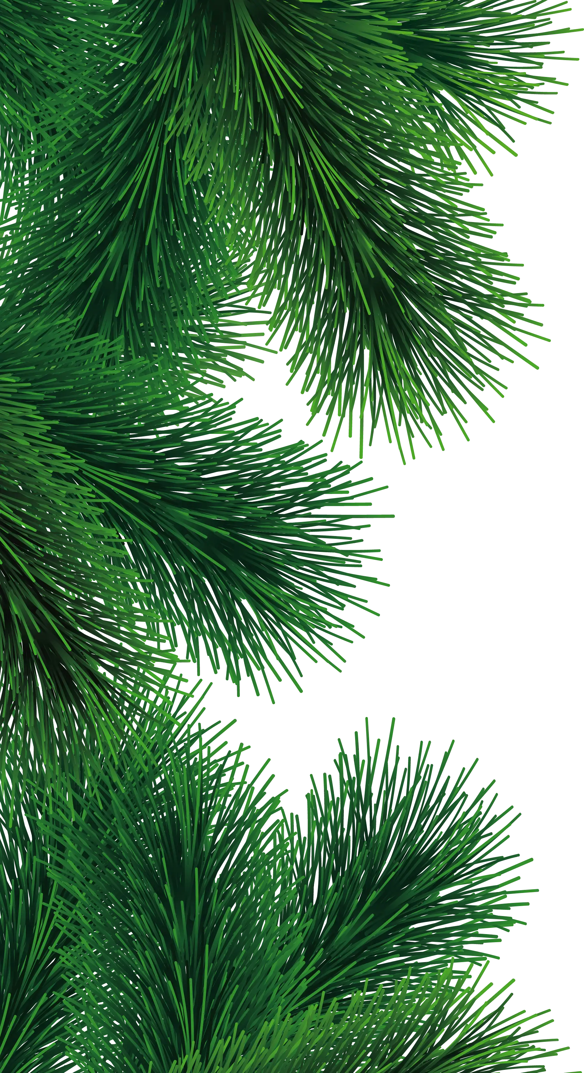 Green Pine Branches