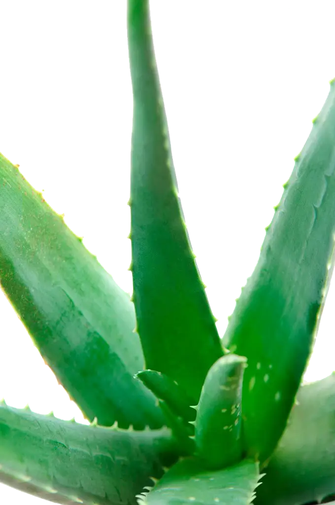 Green aloe vera plant close-up